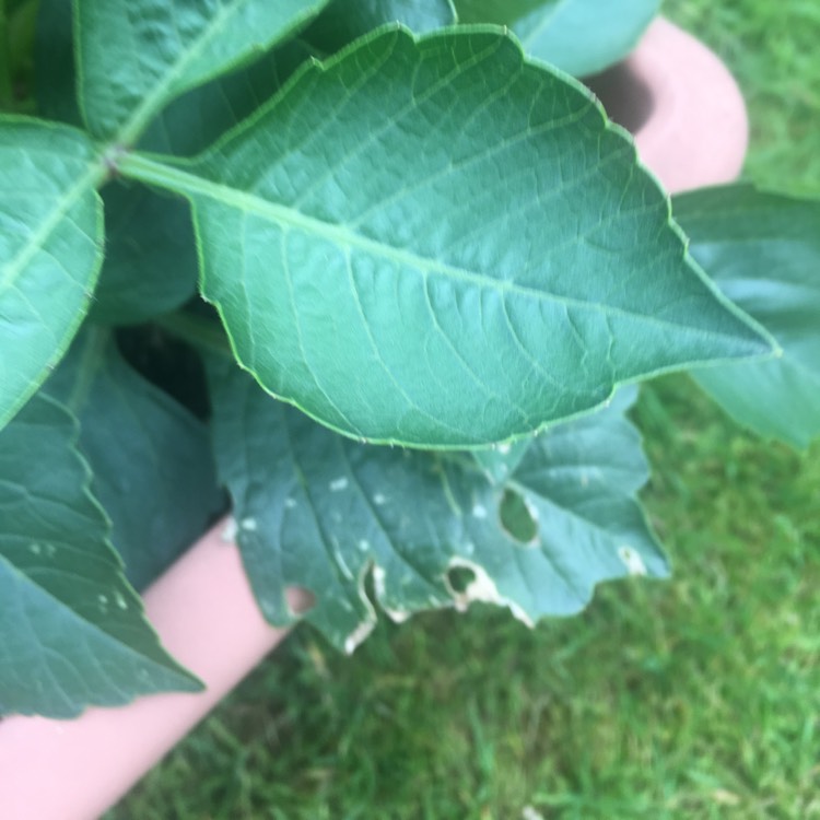 plant image 754128 plant image 754128