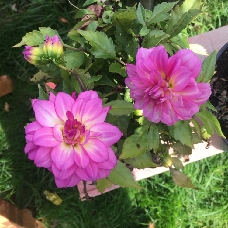 plant image 878028 plant image 878028