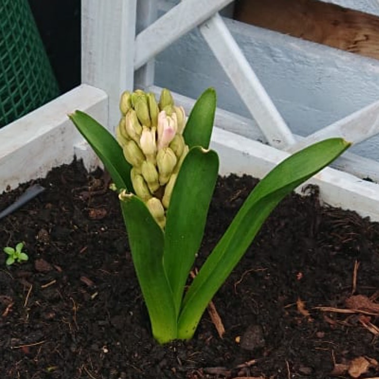 Plant image Hyacinthus orientalis 'Fondant'