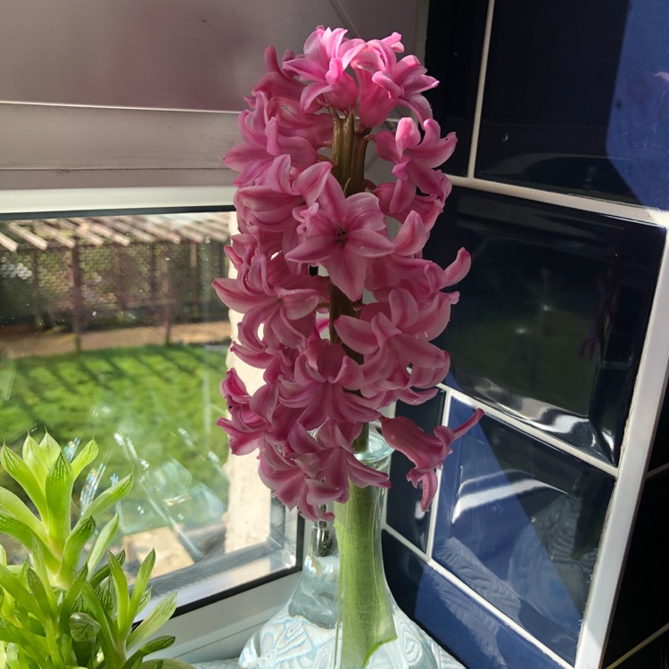 Plant image Hyacinthus orientalis 'Fondant'
