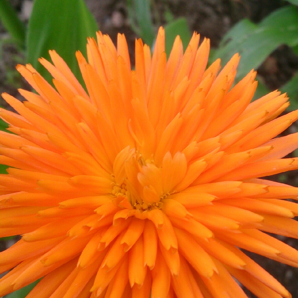 Pot Marigold