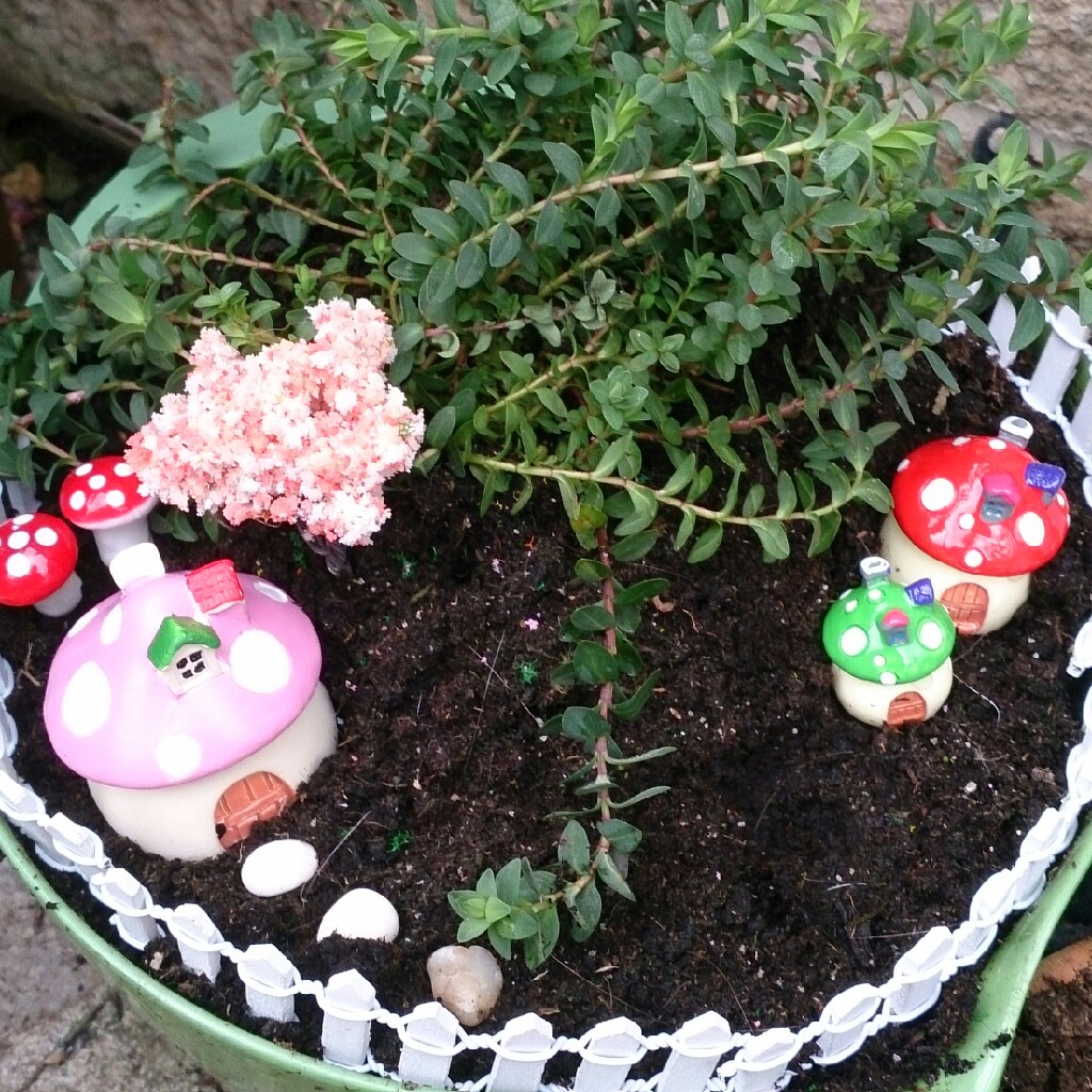 Rachel's garden