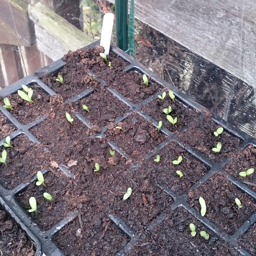 plant image 32151
