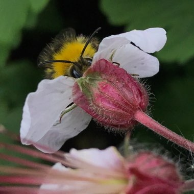 Rachel's garden