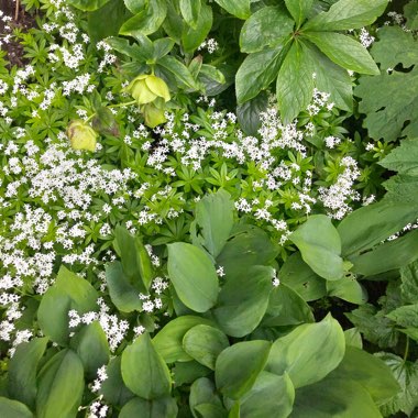 Rachel's garden