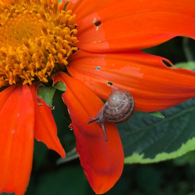 Rachel's garden