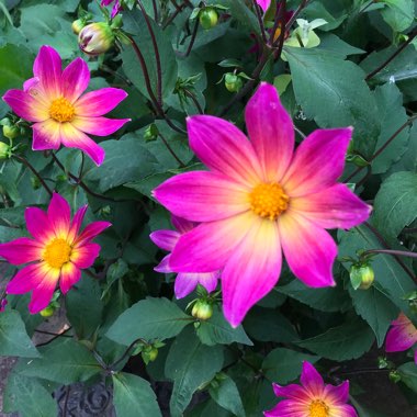 Rachel's garden