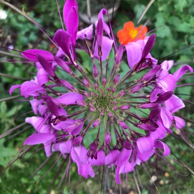 Rachel's garden