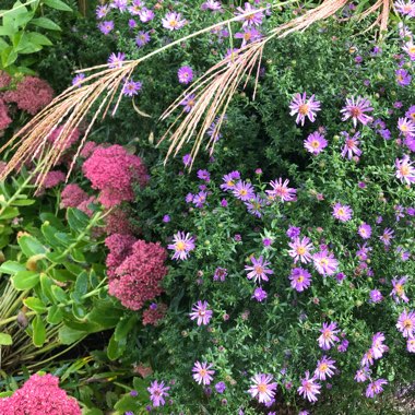Rachel's garden