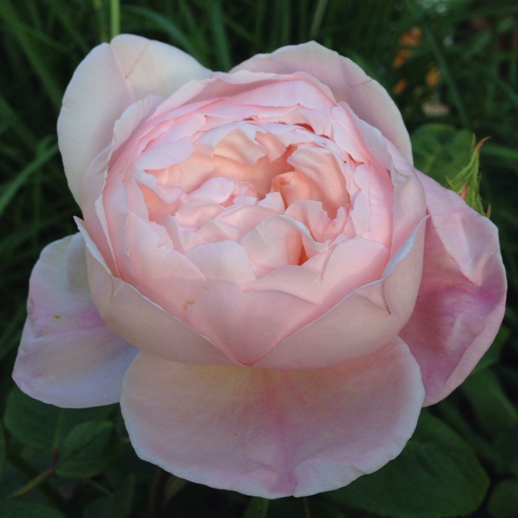 Plant image Rosa 'Ausmit' syn. Rosa 'Saint Cecilia'