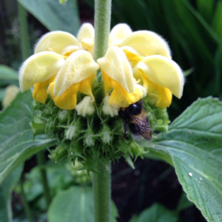 Plant image Salvia 'Blue Spire' syn. Perovskia 'Blue Spire'