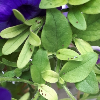 Plant image Ipomoea purpurea
