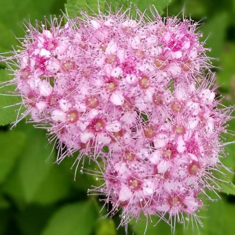 Plant image Spiraea japonica 'Goldmound'