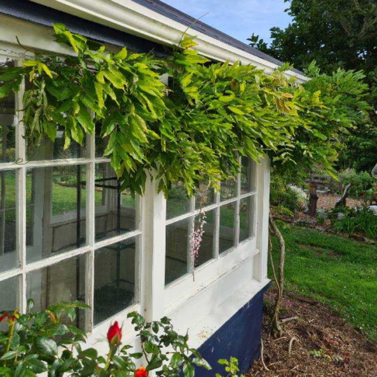 Plant image Wisteria floribunda 'Burford'