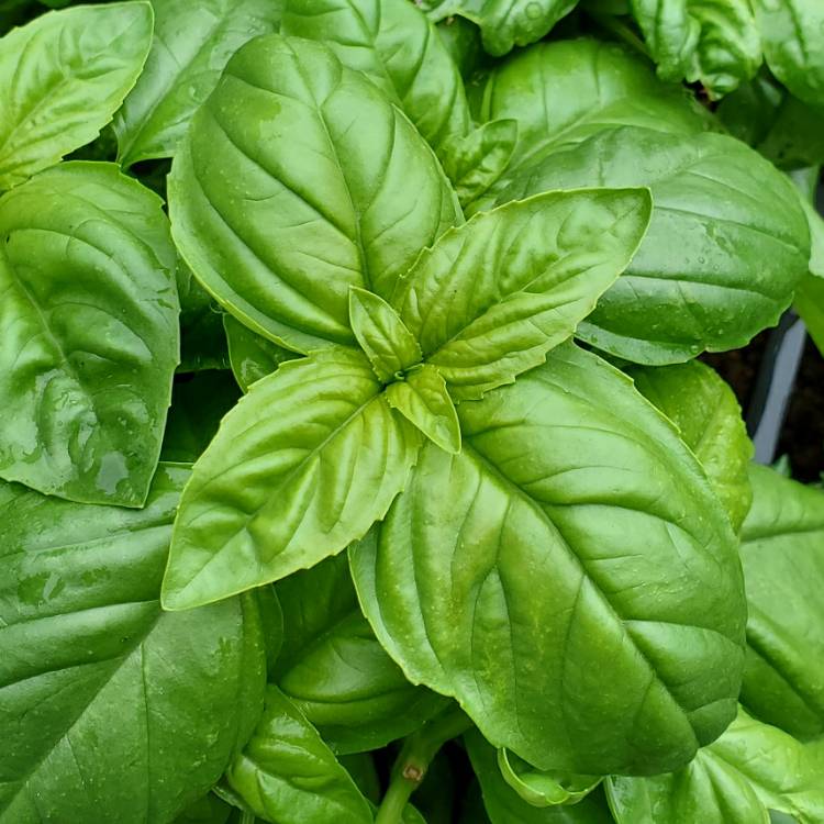 plant image 1338574