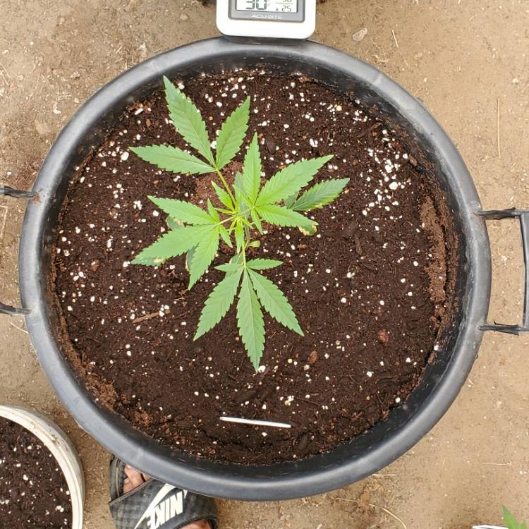 Plant image Cannabis indica