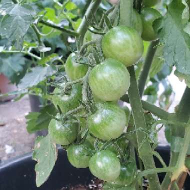 Solanum lycopersicum  syn. Lycopersicon lycopersicum