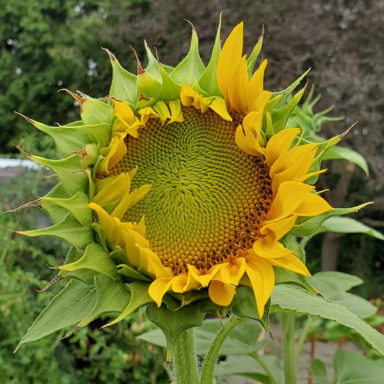 plant image 1375935
