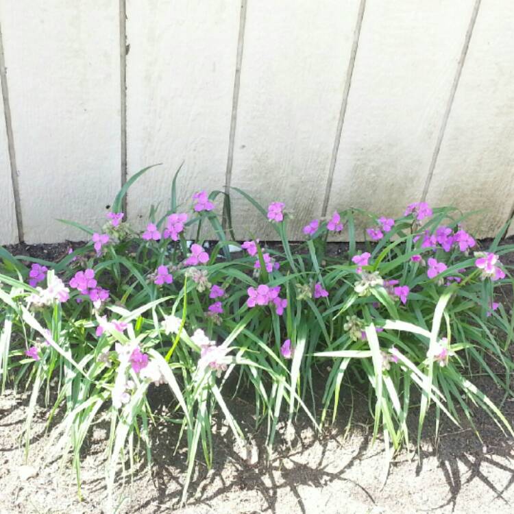 plant image 203976