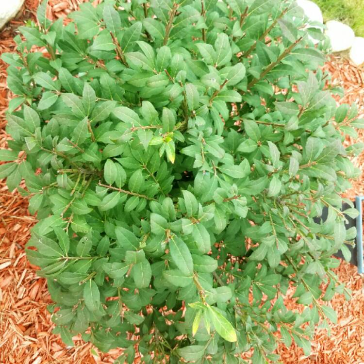 plant image 205601