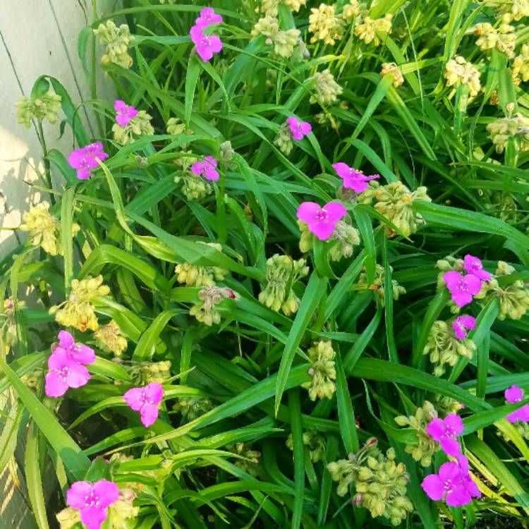 Plant image Tradescantia 'Outdoor plants'