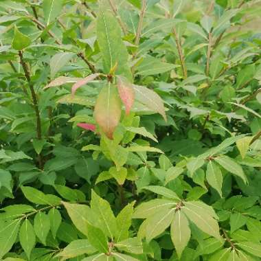 Euonymus alatus