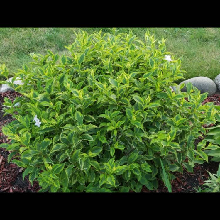 plant image 515820 plant image 515820