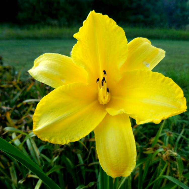 plant image 515826 plant image 515826