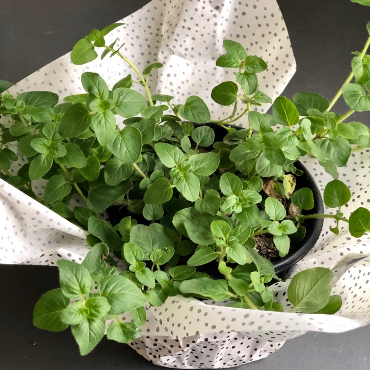plant image 960837