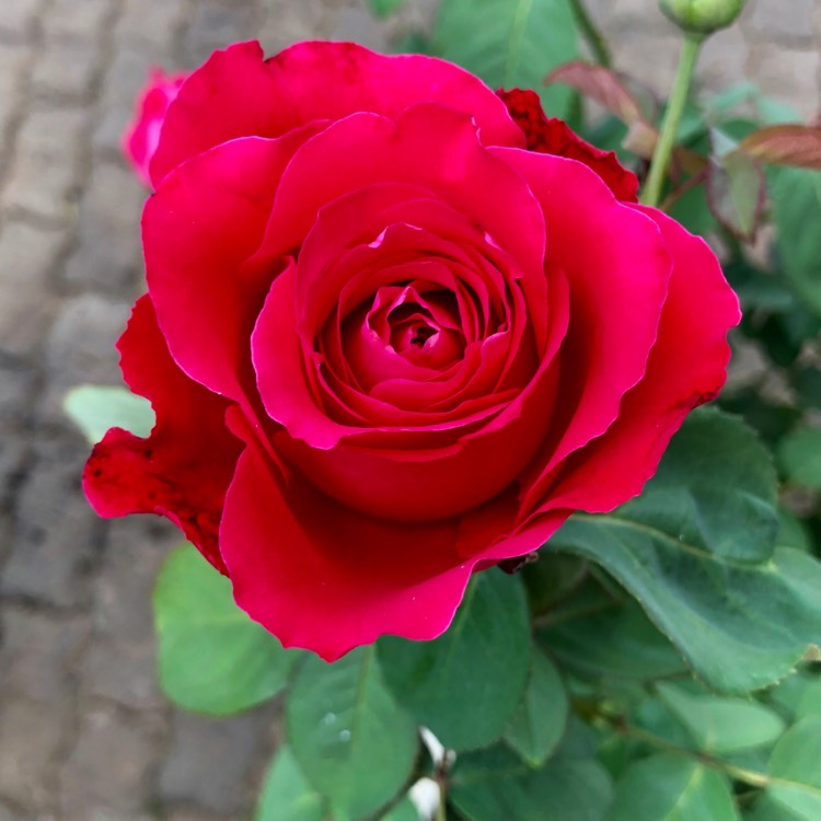 Plant image Rosa 'Scarlet Queen Elizabeth'
