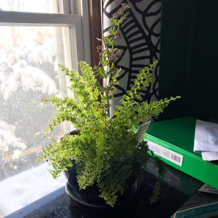 Plant image Nephrolepis Exaltata 'Green Fantasy'