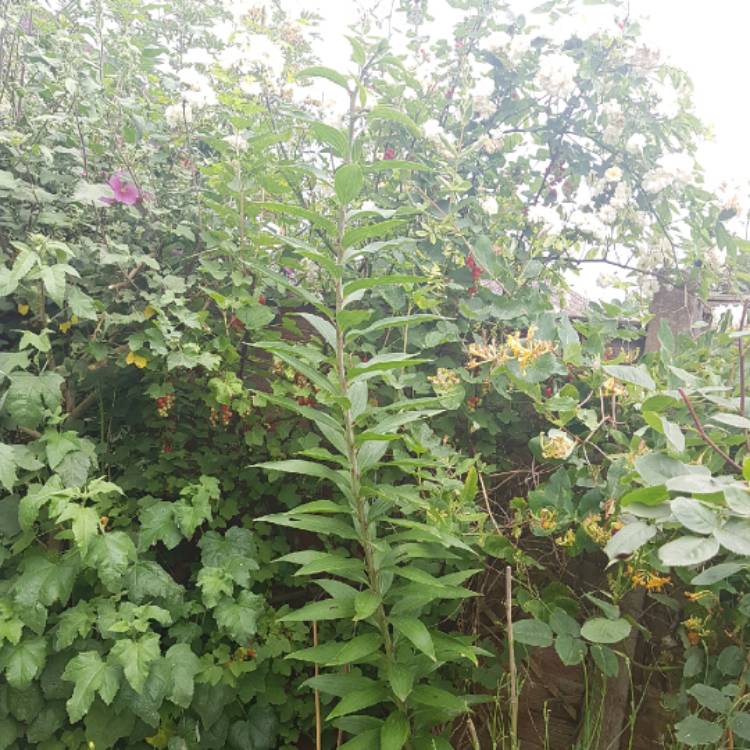 plant image 735979