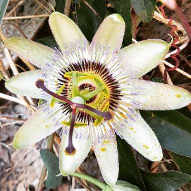 Passion Flower