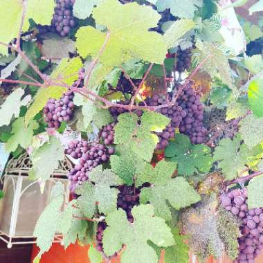 Grape Vine