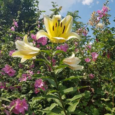 Rachel's garden