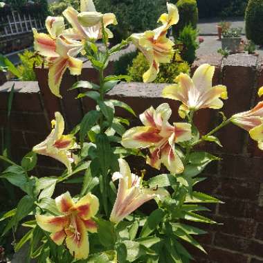 Lily