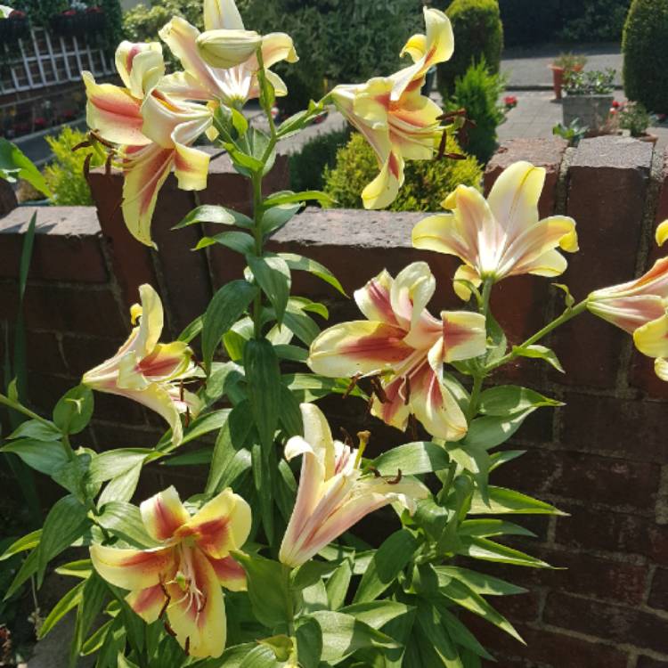 plant image 789030