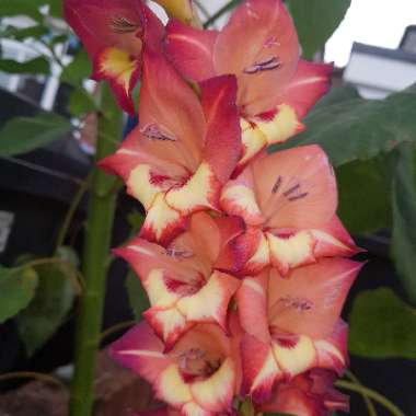Gladioli