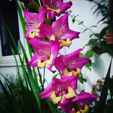 Gladioli