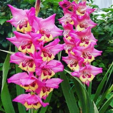 Gladioli