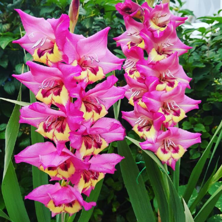 plant image 854204
