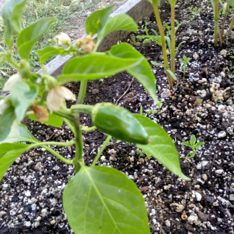 Plant image Capsicum Annuum 'Fresno'