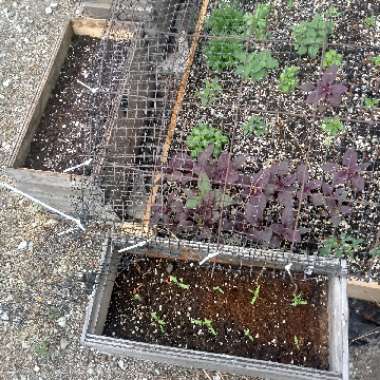 Rachel's garden