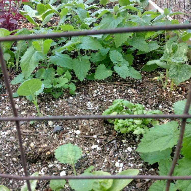 Plant image Nepeta 'Cataria'