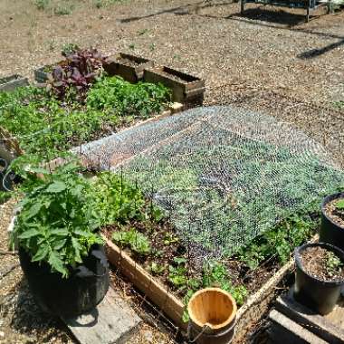 Rachel's garden