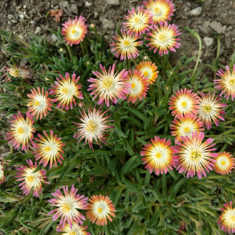 Plant image Delosperma cooperi 'Jewel of Desert Topaz' (Jewel of Desert Series)