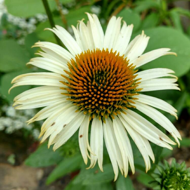plant image 200094 plant image 200094