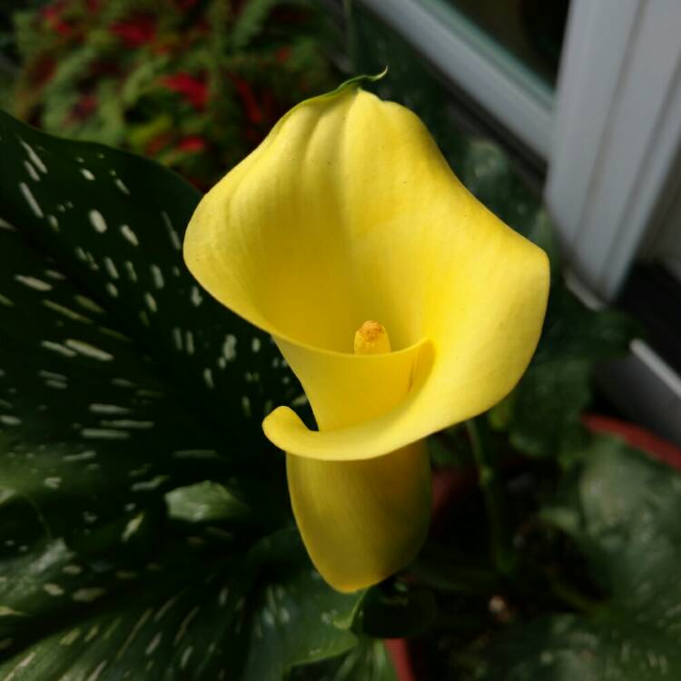Plant image Zantedeschia elliottiana