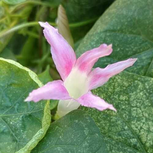 plant image 222687
