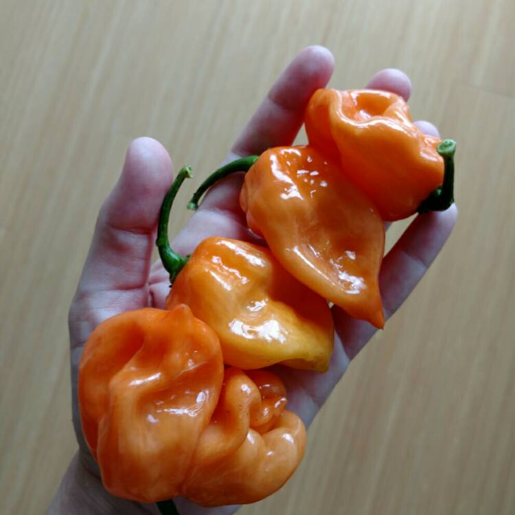 Plant image Capsicum Chinense 'Habanero'